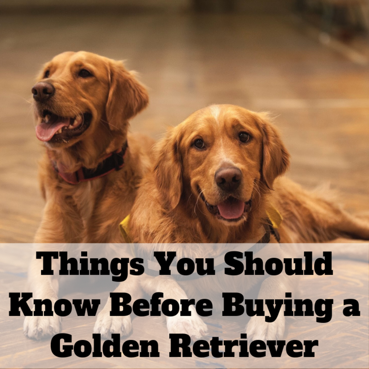 13 Things To Consider Before Buying A Golden Retriever Pethelpful