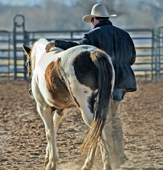 Cowboy and his horse