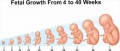 Protecting the Unborn Child