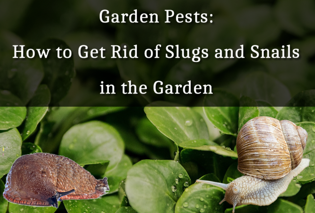 Garden Pests How To Get Rid Of Slugs And Snails In The Garden