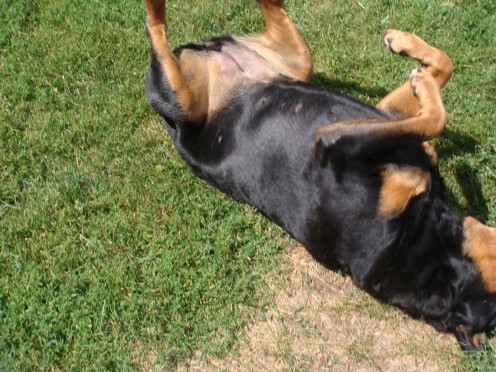 Rotties like to roll around in the yard!