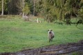 Travels With Maggie: Understanding Each Other