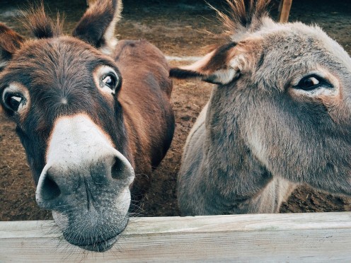 These donkeys know many secrets, but they will never tell.