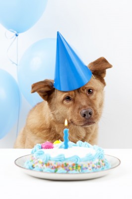 Throw a dog birthday party for your pooch!