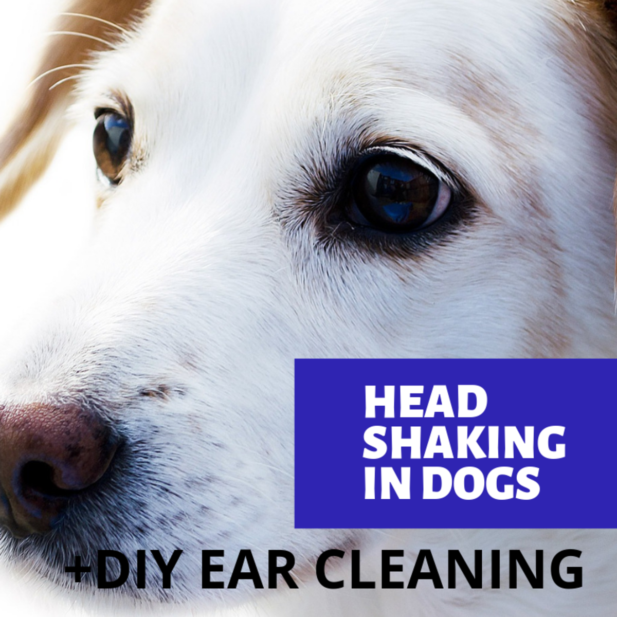 Hematoma Swollen Dog Ear Flap and How to Treat It