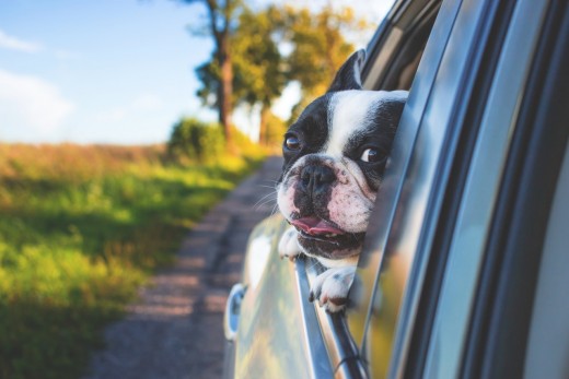 Don't ever keep windows closed even for a moment with your car parked in the sun when there is a pet inside. They can die in the heat!