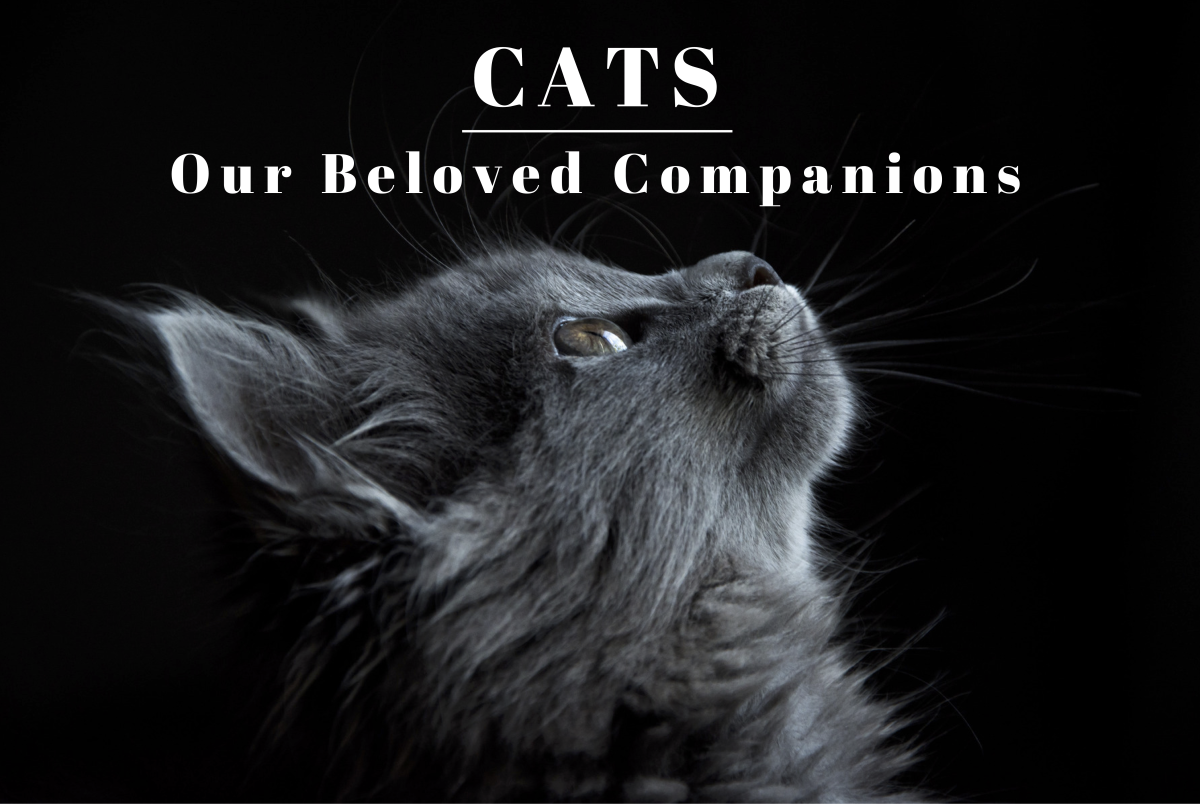 Our Spiritual Connection With Cats PetHelpful
