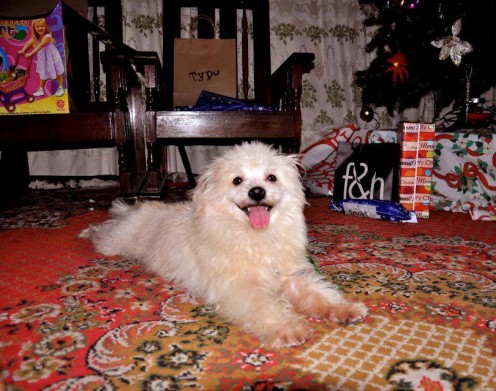 Kujo, our loving dog for seven years