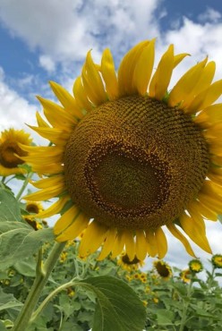 2019 Our 2nd Annual Trip to the Sunflower Festival in Gilliam, LA, USA