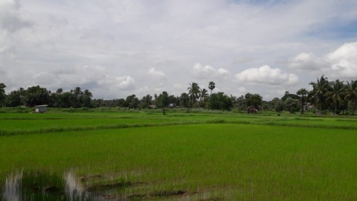 Paddy fields in Palakkad 