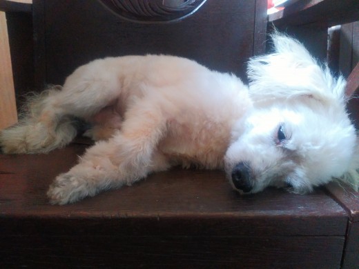 Kujo preparing to sleep