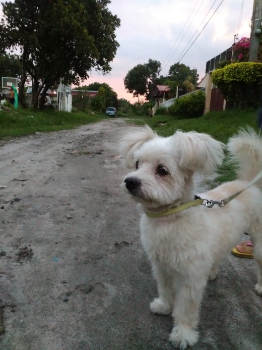 Kujo taking a walk