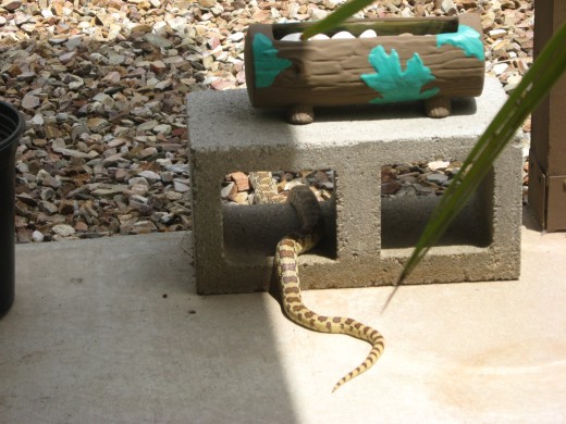 A Gopher Snake on our patio