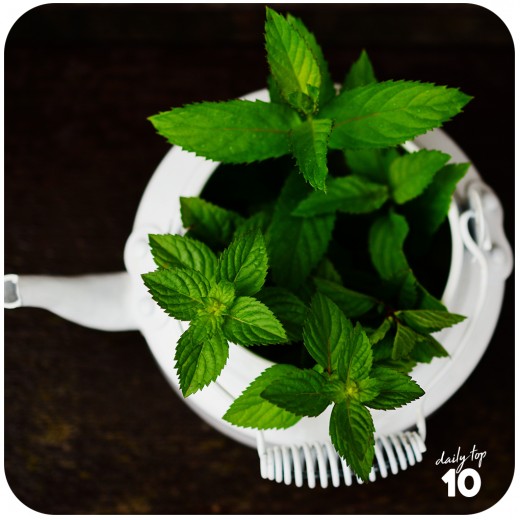Weird Weight Loss Tip: Peppermint is your best friend in losing weight!