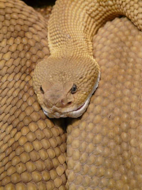 Sure, Snakes Can Be Lethal, But They Deserve Life Just Like Us.