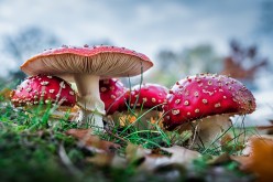 Can Medical Mushrooms Save Humanity for a Second Time?