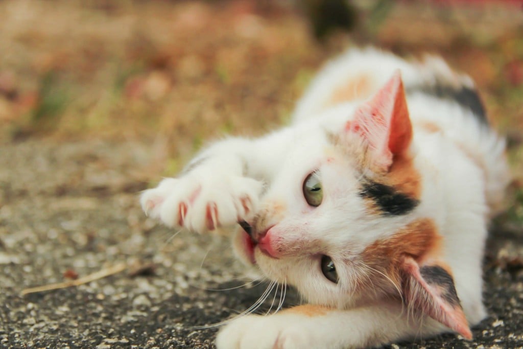 declawing-cats-how-to-when-pros-and-cons-alternatives-cost-dogs