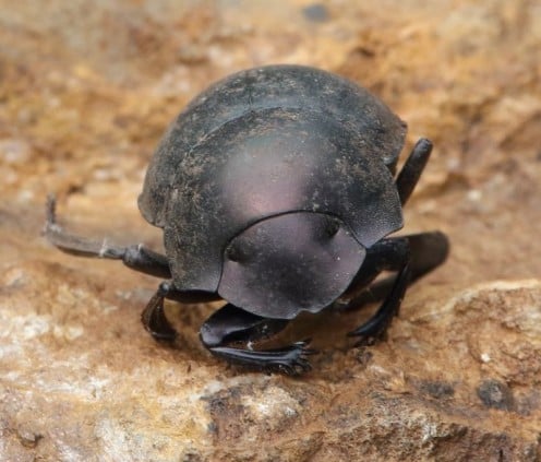 Chalconotus Convexus, a Dung Beetle.