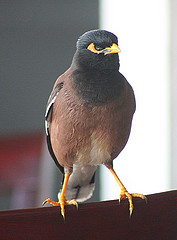 Common Mynah bird
