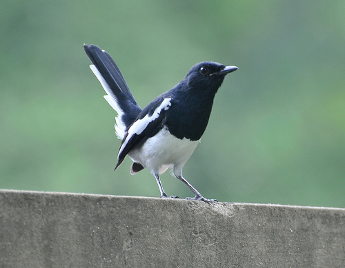 Magpie Robin - he who attacks his own image in the car mirror or window!