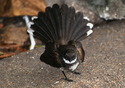 Pied Fantail - the one who likes to come indoors, then can't find his way out.