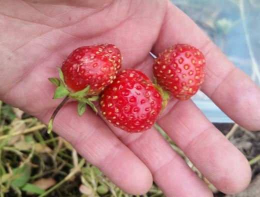 a few strawberries