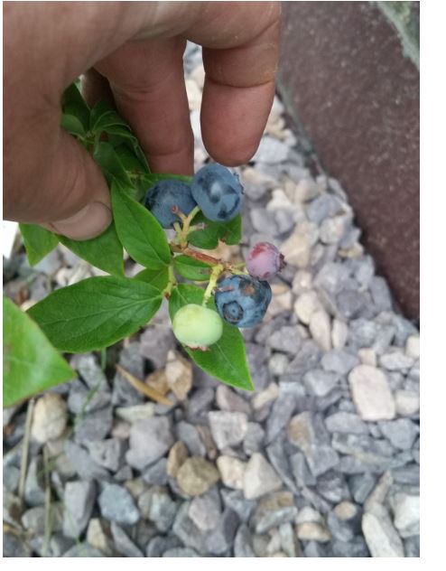 4 blueberries