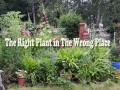 The Right Plant in The Wrong Place