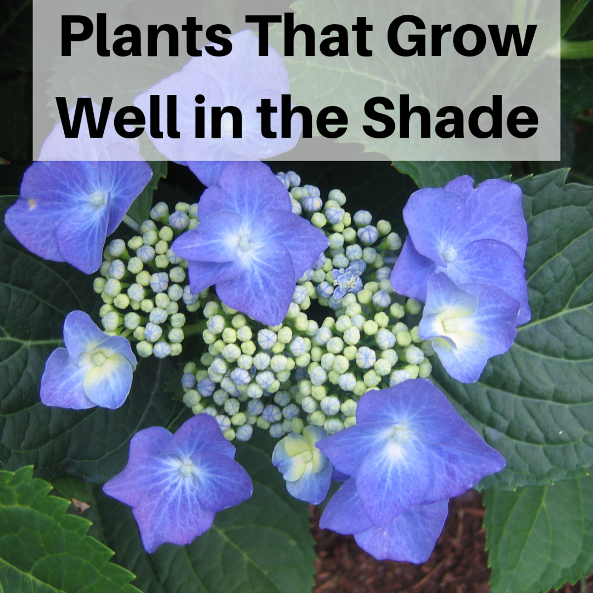 plants that will grow in the shade | dengarden