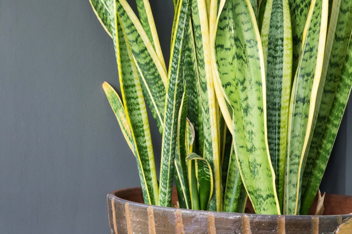 8 Common Houseplants That Are Poisonous to Dogs PetHelpful
