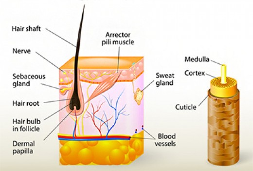 How To Manage Any Hair Type Bellatory