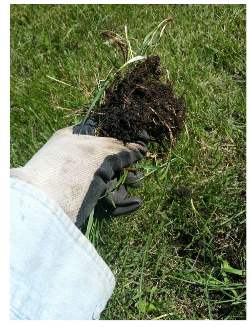 physically pulling out roots with grass