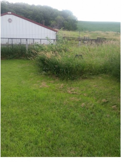 Wild Black Raspberry Picking from a Thicket | HubPages