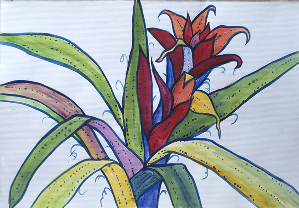 Outlined Bromeliad