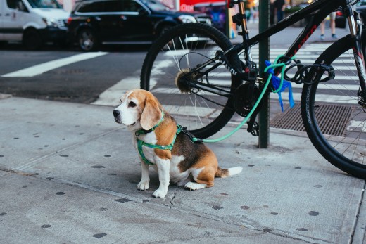A dog tied to a bicycle