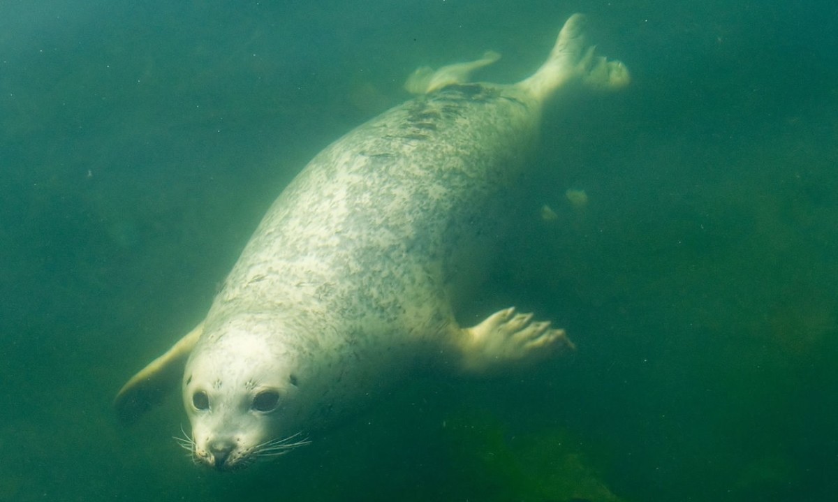 Seals in the Baltic Sea