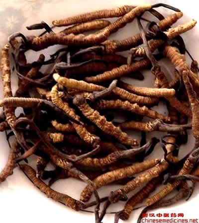 Chinese Caterpillar Fungus