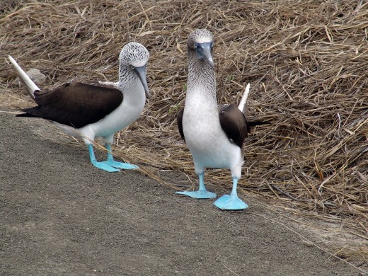 Pair of Blue-Footed Boobies