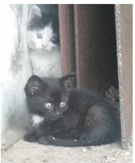 black kittens as well.