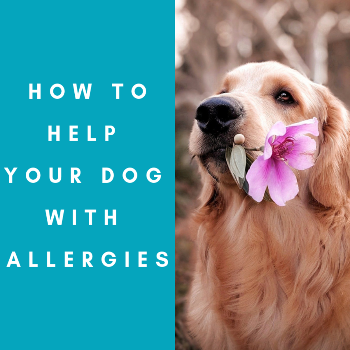 How to Help My Dog With Allergies PetHelpful
