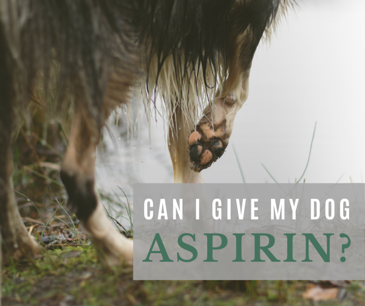 How Much Aspirin Can I Give My Dog Chart