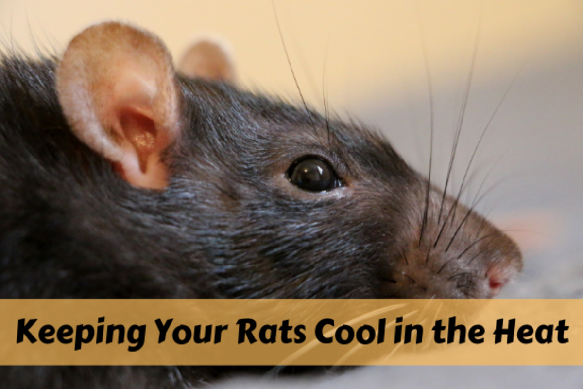 How To Keep Your Pet Rats Cool During Summer Pethelpful By Fellow Animal Lovers And Experts,How Much Is 50 Grams Of Butter