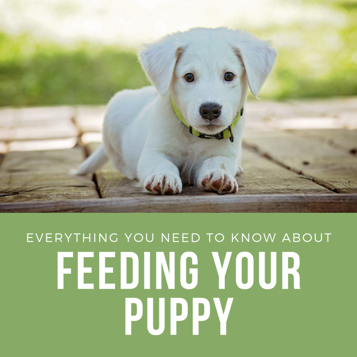 Everything You Need to Know About Feeding a Puppy PetHelpful