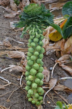 Growing Brussels Sprouts Organically