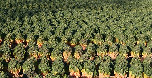 Field of Brussel Sprouts