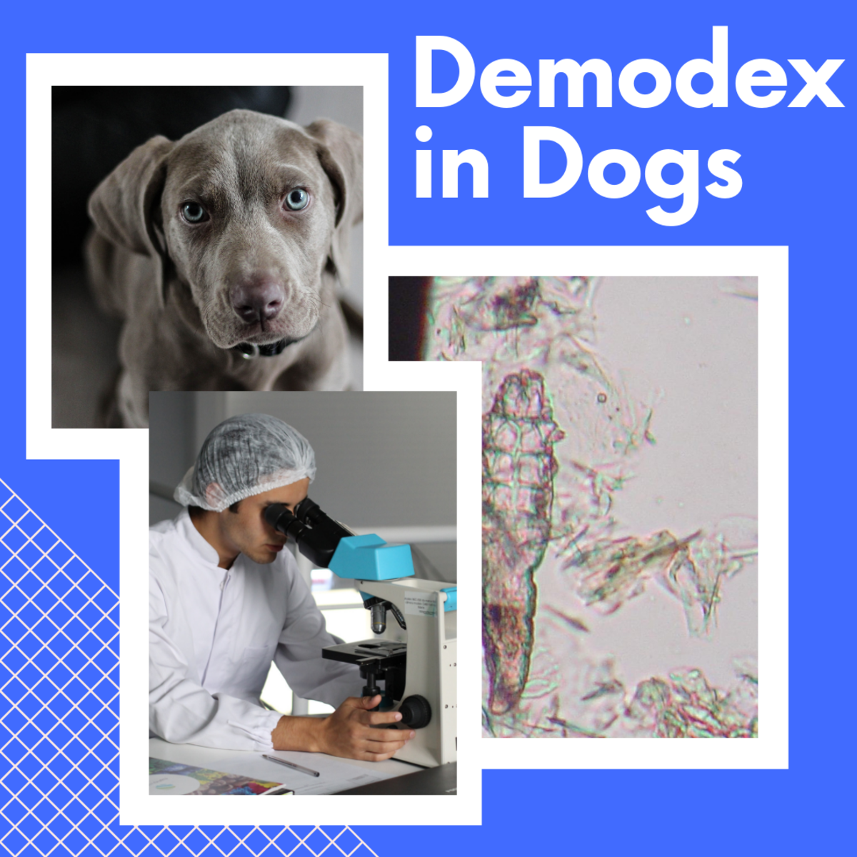 Dog Diseases Demodex Pethelpful