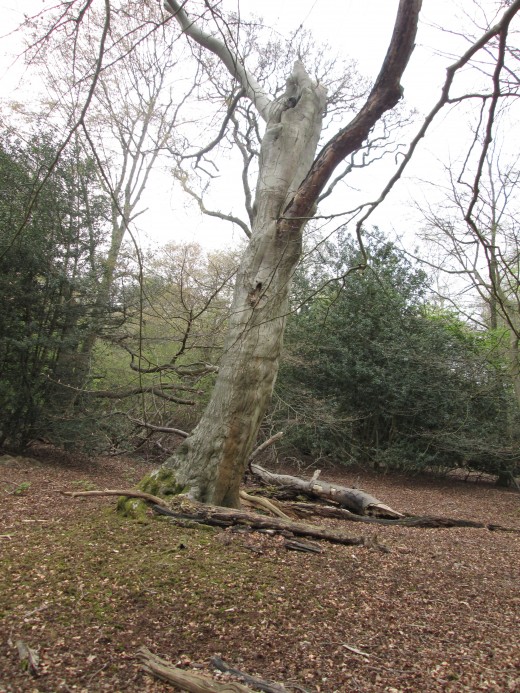 Only the evergreen bushes keep their colour, holly, ivy, laurel, thorn and various nut-bearing trees 