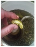 Refrigerator Pickles With Hot Brine
