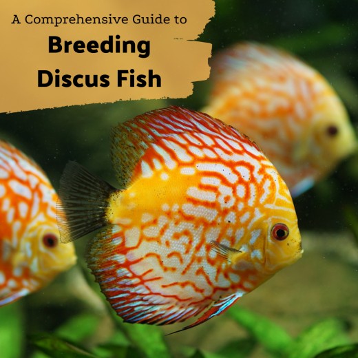 Discus Fish Types Chart