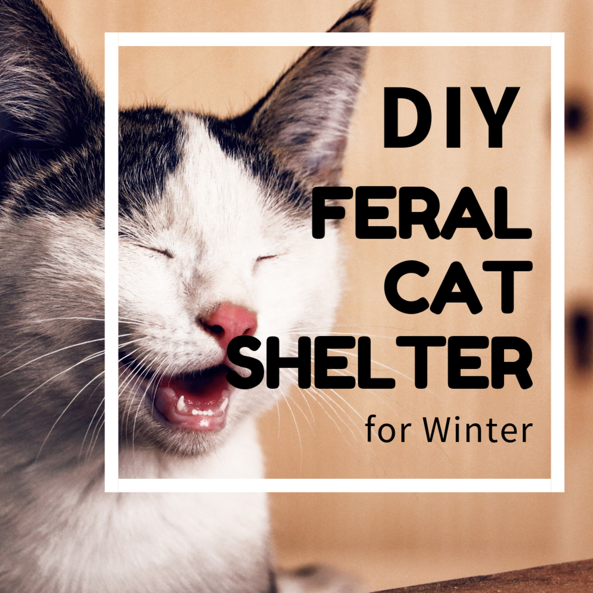 DIY Cat Shelter for Ferals in the Winter PetHelpful